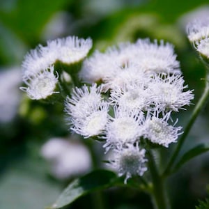 White Ageratum Flower Seeds - Grow Beautiful Flowers Indoors, Outdoors, In Pots, Grow Beds, Soil, Hydroponics & Aquaponics