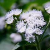 White Ageratum Flower Seeds - Grow Beautiful Flowers Indoors, Outdoors, In Pots, Grow Beds, Soil, Hydroponics & Aquaponics