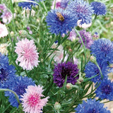 Mixed Colours Bachelors Button Flower Seeds - Open-Pollinated for Seed Saving - Non-Hybrid & Non-GMO - Heirloom Canada Flower Seeds
