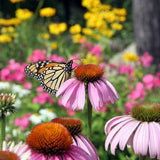 Purple Coneflower Echinacea Seeds
