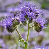 Lacy Phacelia Flower Seeds - Open-Pollinated for Seed Saving - Non-Hybrid & Non-GMO - Heirloom Canada Flower Seeds