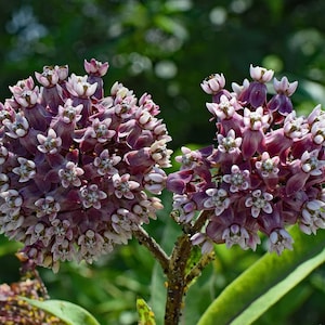 Milkweed - 50 Showy Milkweed Asclepias Flower Seeds, Pink Flower Plant Seeds, Butterfly Flower Seeds, Pollinator Garden Seed, Canadian seed