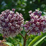 Milkweed - 50 Showy Milkweed Asclepias Flower Seeds, Pink Flower Plant Seeds, Butterfly Flower Seeds, Pollinator Garden Seed, Canadian seed