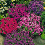 50 Seeds Mixed Color Aubrieta Rock Cress Flower Seeds, Heirloom