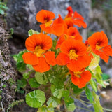 Alaska Mix Nasturtium Seeds, Nasturtium Seeds