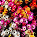 Ice Plant Mixed Colours Flower Seeds - Open-Pollinated for Seed Saving - Non-Hybrid & Non-GMO - Heirloom Canada Flower Seeds