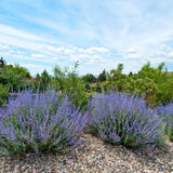 Russian Sage Seeds, Blue Steel Perovskia Seeds
