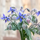 Borage Seeds, Pollinator Seeds, Flower Seeds