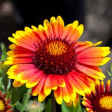 Arizona Sun Gaillardia Seeds, Gaillardia Seeds