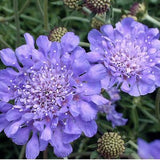 Rare Perennial Sweet Scented Scabiosa SEEDS Columbaria Butterfly Deep Blue Perennial cut flowers bouquet Dizzy Bees Urban garden