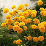 COREOPSIS GOLDEN GLOBE - 70 seeds - Coreopsis grandiflora -perennial flower
