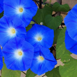 Heavenly Blue Morning Glory Seeds, Ipomoea Seeds