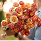 Apricot Mix Strawflower SEEDS Helichrysum bracteatum cut flower bouquet florist wedding dried flowers Dizzy Bees Urban garden