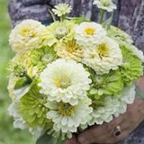 Giant Dahlia heads Key Lime Pie ZINNIA SEEDS Green Envy and Polar Bear  cut flower bouquet Dizzy Bees Urban Garden