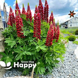 RUSSELL LUPIN the pages RED - 60 seeds - Lupinus Polyphyllus - perennial flower