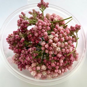 Pink dried rice flower branches, bunches in a clear round container