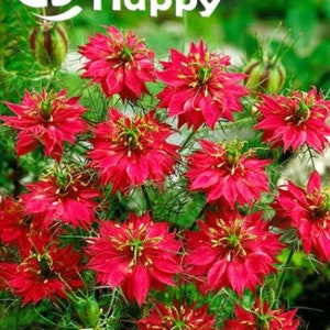 LOVE in a MIST RED - persian jewels - 500 seeds - Nigella damascena - flower