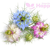 LOVE IN A MIST - miss jekyll  double mix 1000 seeds - Nigella damascena -flower