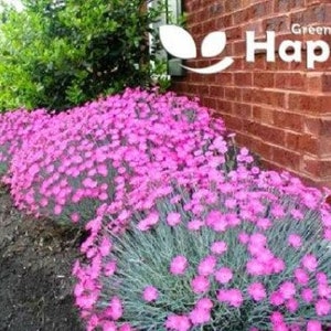 CHEDDAR PINK 150 seeds - Dianthus Gratianopolitanus - Perennial Fragrant Flower
