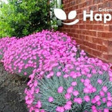 CHEDDAR PINK 150 seeds - Dianthus Gratianopolitanus - Perennial Fragrant Flower