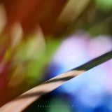 Abstract Multicoloured Flower Drama, Chelsea, London, Fine Art Download, DIY Print, High Resolution.