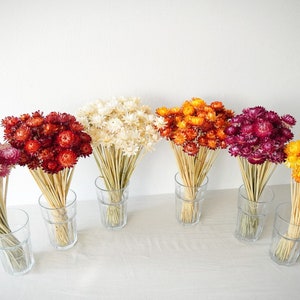 Dried strawflower stems bouquet with red, orange, purple, yellow, and white blooms in small vases