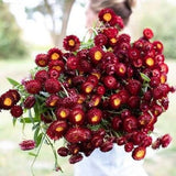 Fire Ball Red Strawflower SEEDS Helichrysum bracteatum cut flower bouquet florist wedding dry flowers Dizzy Bees Urban garden