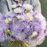 Hazaster Hagan Light Blue China Aster Flower Seed / Lilac Quilled Aster / Lavender Aster / Flower Seeds / (#104)-B / 40+ seeds