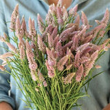 Flamingo Feather Celosia Seed / Celosia argentea spicata / Flower Seeds/ (#69) / 40+ seeds
