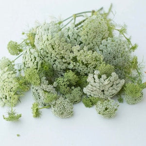 200 Ammi Green Mist Seeds Queen AnneÕs Lace flower bishops flower Ammi visnaga cut flower bouquet dried flowers from Dizzy Bees Urban Garden