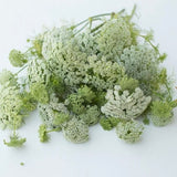200 Ammi Green Mist Seeds Queen AnneÕs Lace flower bishops flower Ammi visnaga cut flower bouquet dried flowers from Dizzy Bees Urban Garden