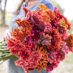 Celosia Coral Fan Mix Seeds C. cristata Cut Flower Bouquet Dizzy Bees Urban Garden *Combined Shipping *