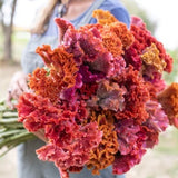 Celosia Coral Fan Mix Seeds C. cristata Cut Flower Bouquet Dizzy Bees Urban Garden *Combined Shipping *