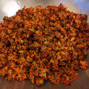 Dried cosmos flowers for dye, small orange blossoms in a pile