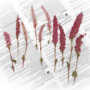 Pressed mountain fleece flowers, 10-pack of mixed pink and red stems for crafts