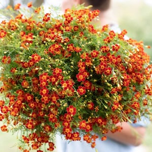200 Red Gem Starfire Marigold Seeds Tagetes tenuifolia fragrant red cut flower edible long lasting blooms companion from Dizzy Bees Urban