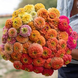 Unicorn Mix ZINNIA SEEDS medium size heads cut flower bouquet florist Dizzy Bees Urban Garden