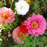 Portulaca Seeds, Double Mixed Portulaca, Flower Seeds