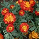 Red Marigold Flower Seeds - Grow Beautiful Flowers Indoors, Outdoors, In Pots, Grow Beds, Soil, Hydroponics & Aquaponics