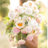 Silvery Rose Strawflower 200 SEEDS Helichrysum bracteatum cut flower bouquet florist wedding dry flowers  pressed flowers Pink White