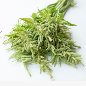 Green Tails Amaranth Seeds Emerald Tassels Aztec grain edible Cut Flower Bouquet Dizzy Bees Urban Garden *Combined Shipping *