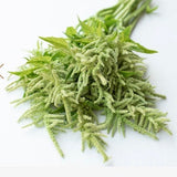 Green Tails Amaranth Seeds Emerald Tassels Aztec grain edible Cut Flower Bouquet Dizzy Bees Urban Garden *Combined Shipping *