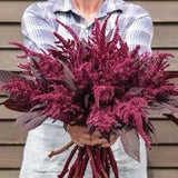Velvet Curtains Amaranth Seeds Cut flowers Bouquet dried flowers pressed Dizzy Bees Urban Garden *Combined Shipping *