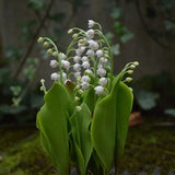 table arrangement of lily of the valley flowers, made of floral polymer clay (cold porcelain)