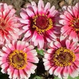 Ice Queen ZINNIA SEEDS cut flower bouquet florist Dizzy Bees Urban Garden