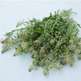 Vanilla Fragrance Mignonette Seeds Reseda odorata cut flower bouquet containers Dizzy Bees Urban Garden