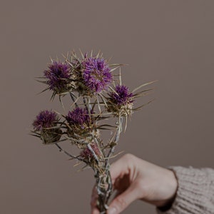 Wild Italian Thistle - Preserved Purple Artichoke Flowers