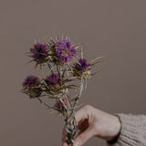 Wild Italian Thistle - Preserved Purple Artichoke Flowers