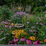 Wildflower Sun Mix Seeds, Flower Seeds