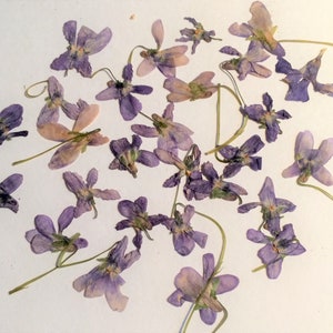 Pressed violet flowers and leaves, scattered purple dried botanicals